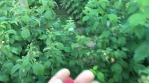 КАКУЮ МАЛИНУ ЛУЧШЕ ПОСАДИТЬ НА УЧАСТКЕ || #малина #выращивание #посадка  #ПОЛЬКА  #МАПЕМА