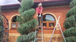 Стрижка и формирование скального можжевельника Мунглоу