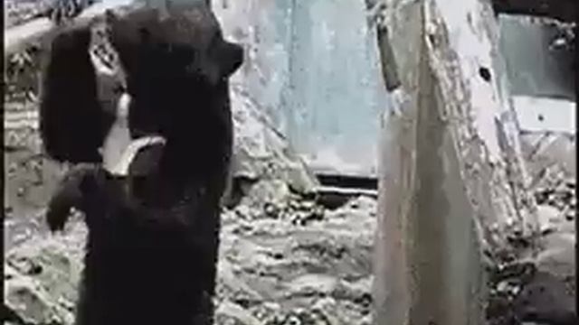 Рускии человек явно произошёл не от обезьяны а от медведя смотреть онлайн