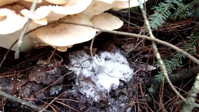 Helping a Baby Snapping Turtle ~ Flooded Trails ~ Tropical Storm Elsa смотреть онлайн