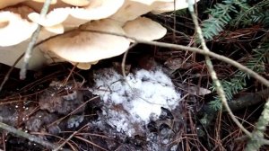 Helping a Baby Snapping Turtle ~ Flooded Trails ~ Tropical Storm Elsa