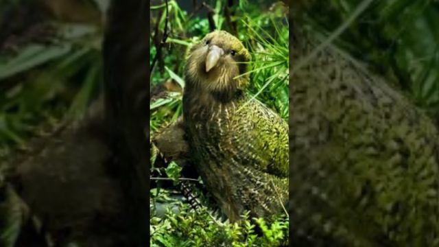 FAct About Rare Bird Kakapo || Factz Explore