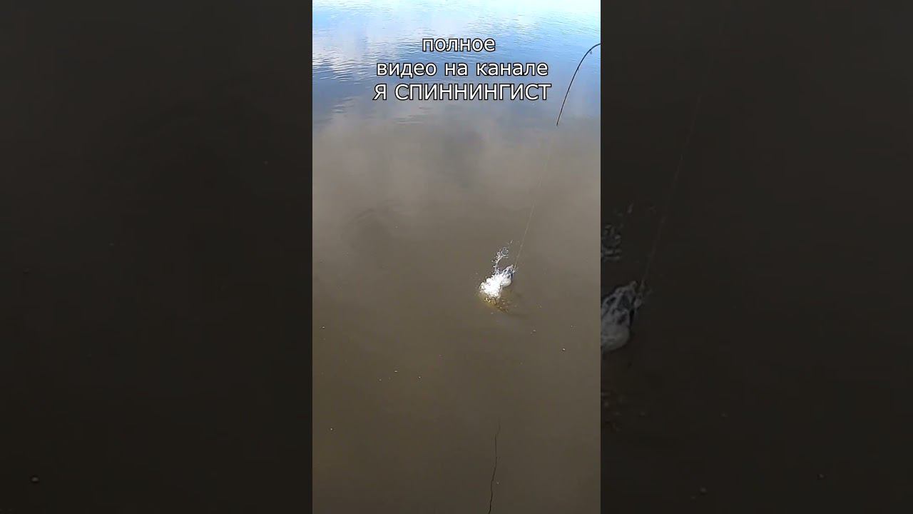 ВОТ ЭТО ДА!!! #рыбалка #fishing #яспиннингист смотреть онлайн