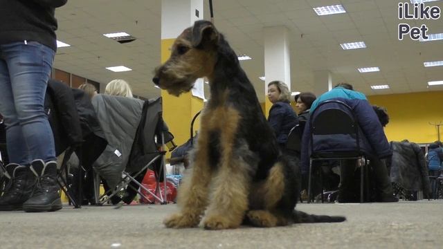 Уход за вельштерьером смотреть онлайн