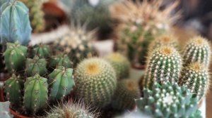 Ошибки ухода за кактусами зимой ✿ Как не убить кактус