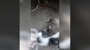 #алабай #щенкиалабая Кормление щенков алабая 2 месяца 4 месяца