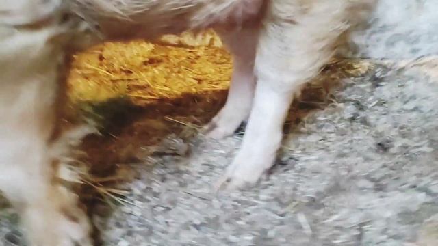 СВИНЬЯ? ПЕРЕДУМАЛА РОЖАТЬ. ЛОЖНАЯ БЕРЕМЕННОСТЬ У СВИНЬИ смотреть онлайн