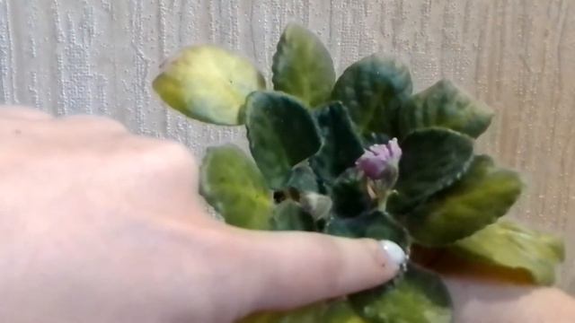 Як саджати,пересаджувати і перевалювати африканські фіалки #сенполія #africanviolet #квіти смотреть онлайн