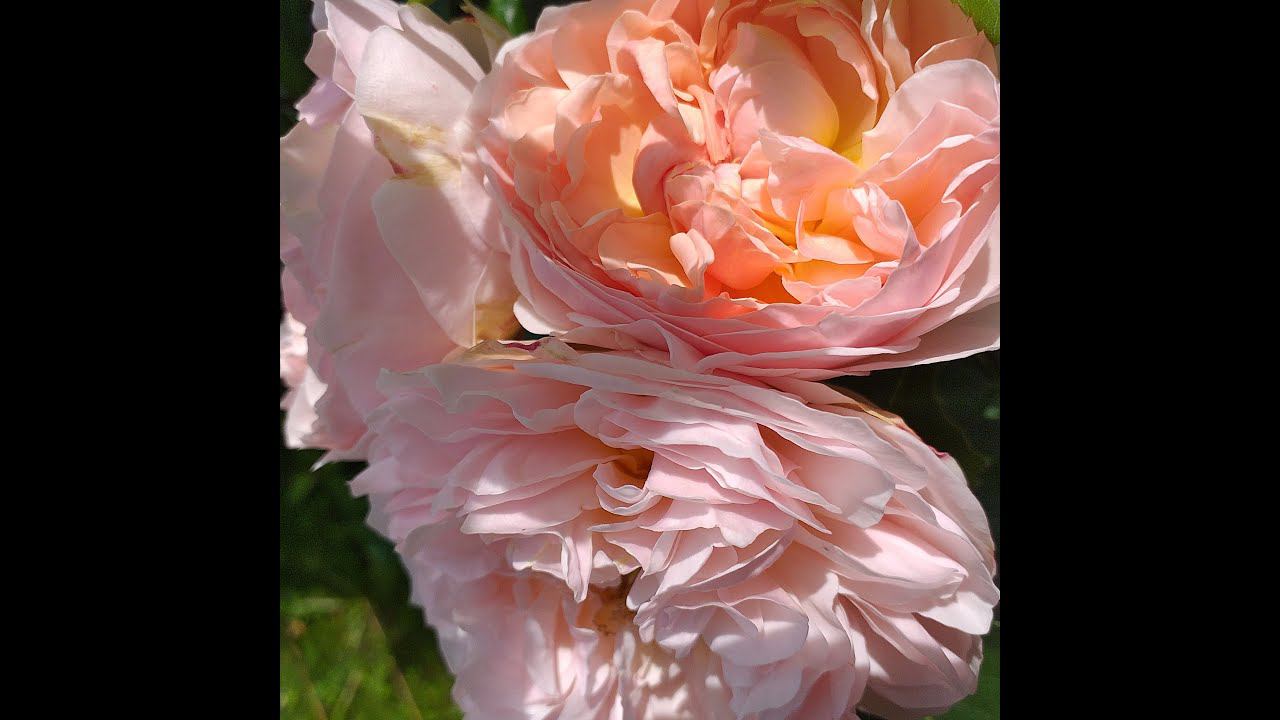 РОЗЫ отечественные, срезочные, эфиромасличные, разные. ЦВЕТУТ! Прогулка 24.06.24 г. смотреть онлайн