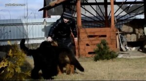 [Урок 4] Как отучить щенка ПРЫГАТЬ на людей, ХВАТАТЬ за одежду и зачем это нужно