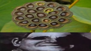 трипофобия 2