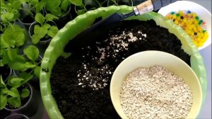 ЧТО ДОБАВИТЬ В ГРУНТ ПРИ ПОСАДКЕ ПЕТУНИИ