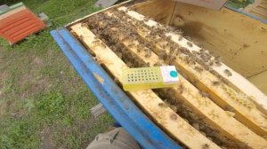 Матка Бакфаст B6 от Вальдемара Коха из Германии 07.07.2021