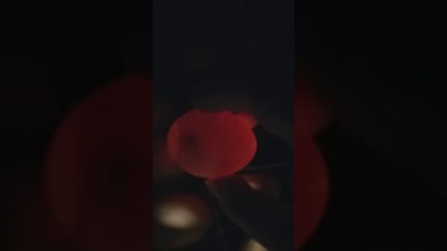 Цыплята. 2-я часть. 7-й день инкубации куриных яиц. Овоскопирование. смотреть онлайн