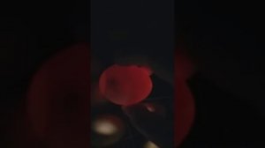 Цыплята. 2-я часть. 7-й день инкубации куриных яиц. Овоскопирование.