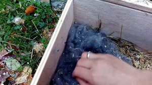 Кормит ли крольчиха своих крольчат. Проверяем состояние проблемного гнезда. Нервная крольчиха.