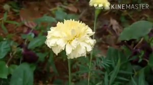 # marigold#Different colour marigold