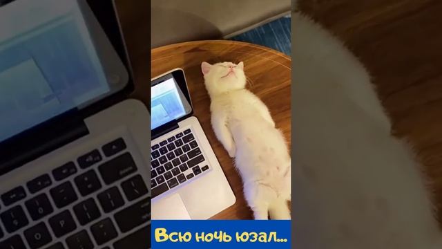 Котенок уснул у ноутбука. Котик всю ночь юзал) смотреть онлайн