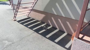 Милые пушистые котята