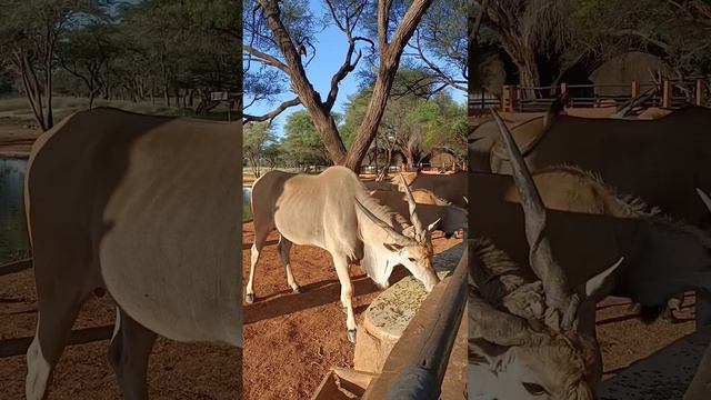 Самая крупная травоядная африканская антилопа. Антилопа Иланда. #namibia #намибия #авторскиетуры