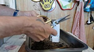 1.Бонсай маме из граната пересадка. часть 1.mp4