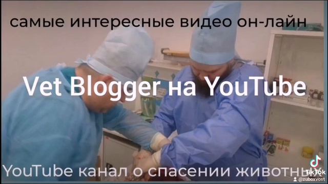 ветеринарный блогер. такого вы еще не видели смотреть онлайн