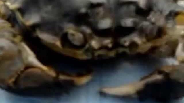 в калининградском заливе водятся крабы.mp4 смотреть онлайн