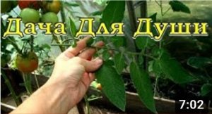 ТОМАТЫ: удалять ЛИСТВУ или нет? Правила ПАСЫНКОВАНИЯ???