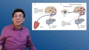 Методы исследования и регуляция пищеварения. Пищевой центр