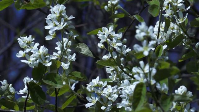 For video editing free footage  flowers 048