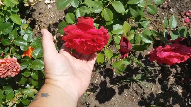 Наконец-то я на даче !!! Ревизия последствий)))- Вроде не так уж и страшно)). смотреть онлайн