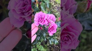 Роза Санта Барбара из питомника Мишкины розы / Santa Barbara rose
