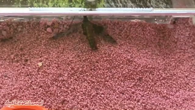 Охота на комара! Муравьиная ферма! Чем кормить муравьев! смотреть онлайн