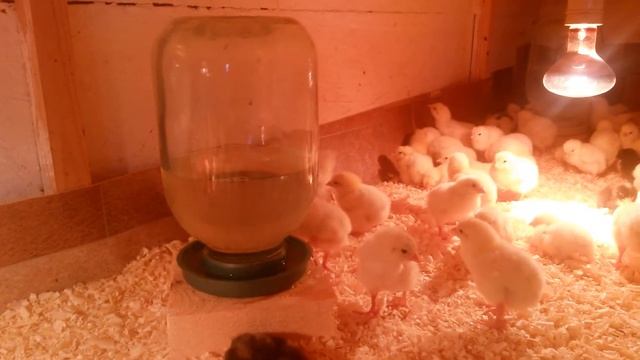 Бройлерные цыплята от 0 до 7 дней. Содержание и уход. смотреть онлайн