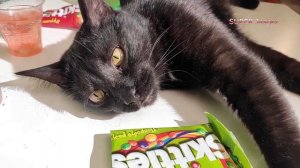 Джаспер проводит опыты. Ментос и Скитлс против Спрайта и Пепси. (Mentos and Skills against Pepsi.)
