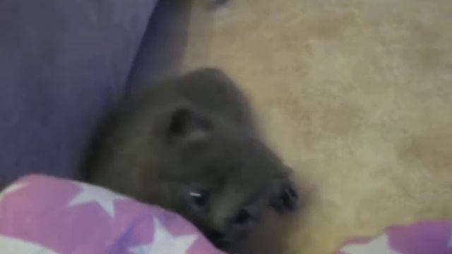 ПЕРВЫЕ ШАГИ КОТЯТ смотреть онлайн