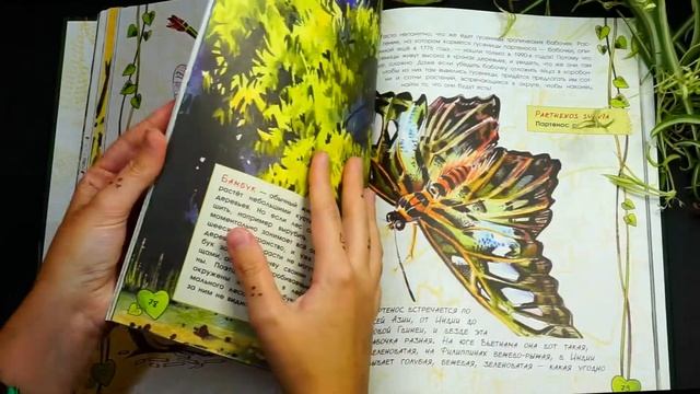 Листаем книгу «В джунглях не только тигры. Бабочки-стрекозки» Иры Семенюк смотреть онлайн