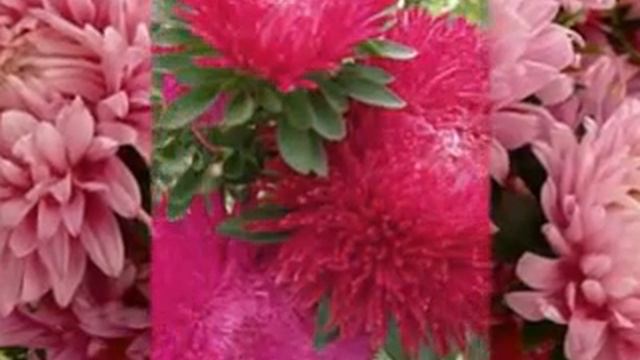 45 МЕЛОДИИ ЦВЕТОВ АСТРА смотреть онлайн