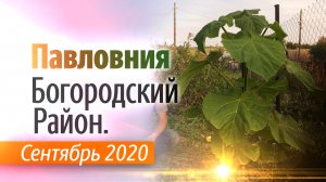 Павловния в богородском районе сентябрь 2020.