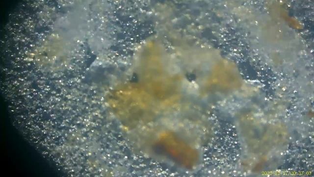 под микроскопом капля закваски из ржано-амарантовой муки