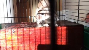 Ласка самец Мустик