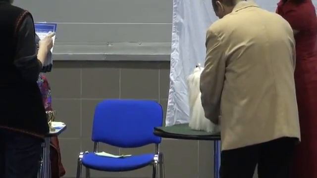 Международная выставка собак "Кубок президента РКФ 2010" смотреть онлайн