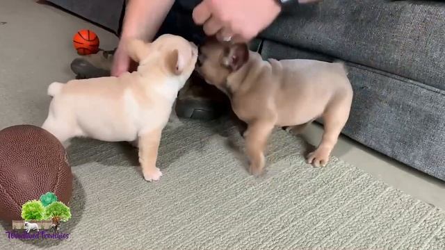 How Do I Choose a Healthy Pup?: French Bulldog, Frenchton and Mini Olde English Bulldog смотреть онлайн