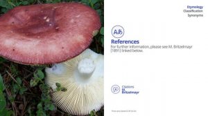 Hintapink (Russula paludosa) | Scientific Mushroom Profile | Shroomers