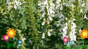 Шалфей дубравный Компакт Вайт. Краткий обзор, описание характеристик salvia nemorosa Compact White