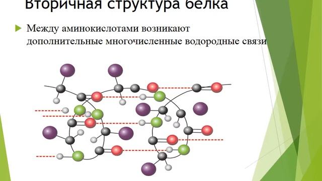 Тема занятия: "Белки" смотреть онлайн