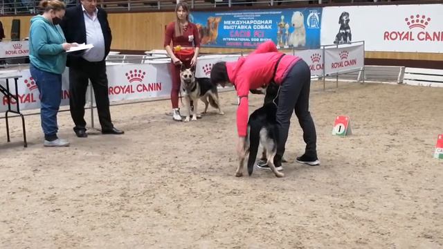 #cacib суки промежуточный класс смотреть онлайн