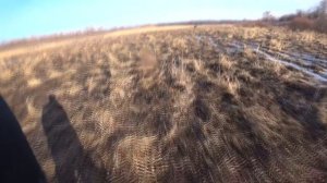 охота на гуся 2021г .ВОРОНЕЖСКАЯ ОБЛАСТЬ.наманили селезней