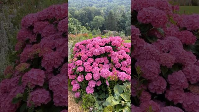 Прекрасные гортензии в Альпах#beautiful #hydrangeas #hortensia #гортензия #garden #сад #macrophylla смотреть онлайн