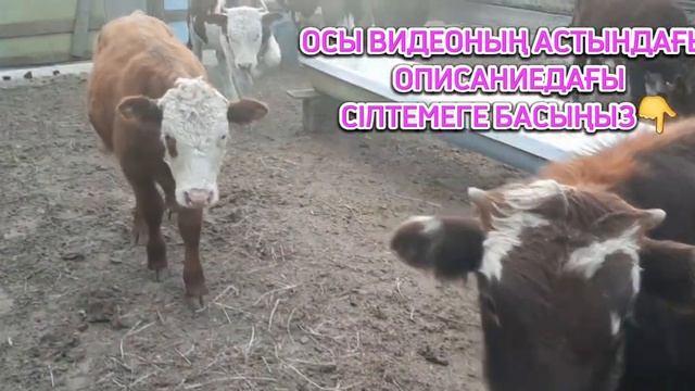 50 МЫҢ ТЕҢГЕ ҰТЫП АЛ!